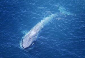 Whale Size Correlates with Feeding Pattern Efficiency