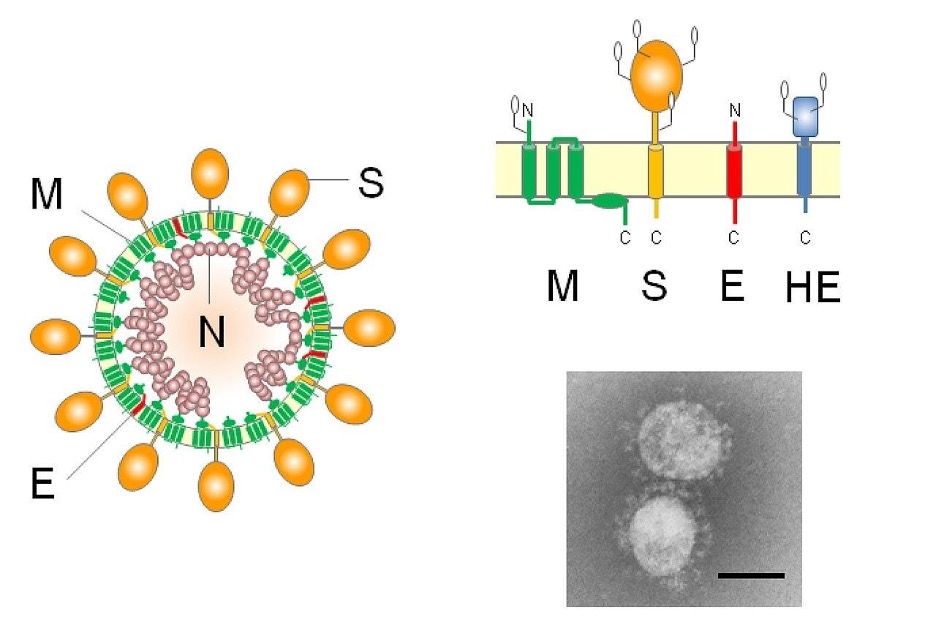 Overall anatomical structure of the coronavirus cell. Specifically, the M and N proteins inhibit biomolecular synthesis and presence of the interferons in the cell signaling pathway.