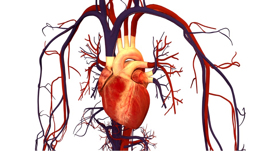 Infection of the heart by coronavirus can lead to several detrimental effects – including myocarditis and stress cardiomyopathy.