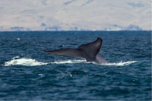 According to New Research, Blue Whale Migrations Can Be Studied Through Song