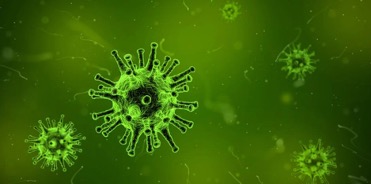 Targeting crucial molecules used by coronaviruses to infect cells may lead to a broader antiviral treatment
