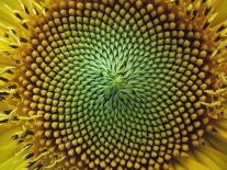 A sunflower. It has been shown that the number of seed spirals in a sunflower matches the Fibonacci numbers.