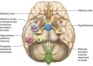 Olfactory bulb, the hippocampus, and other structures