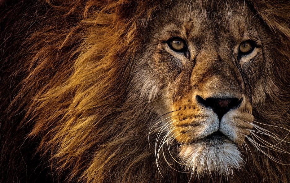 A male lion stares