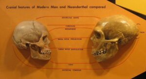 Were We Smarter Than Neanderthals?