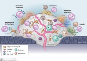Regulating Regulatory T Cells to Fight Cancer
