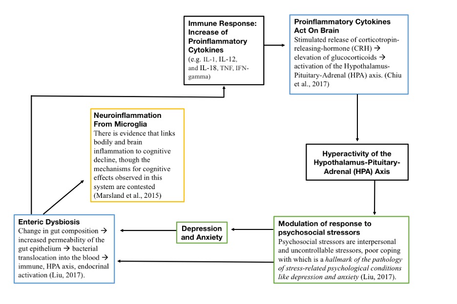 A schematic of dysbiosis-induced neuroinflammation and abnormal stress response. In a cycle where the initial cause of dysfunction is still unclear, it is thought that gut dysbiosis leads to intestinal permeability, allowing bacterial metabolites to circulate in the bloodstream. This then induces neuroinflammation, systemic immune response, and altered HPA axis stress response, which perpetuates dysbiosis