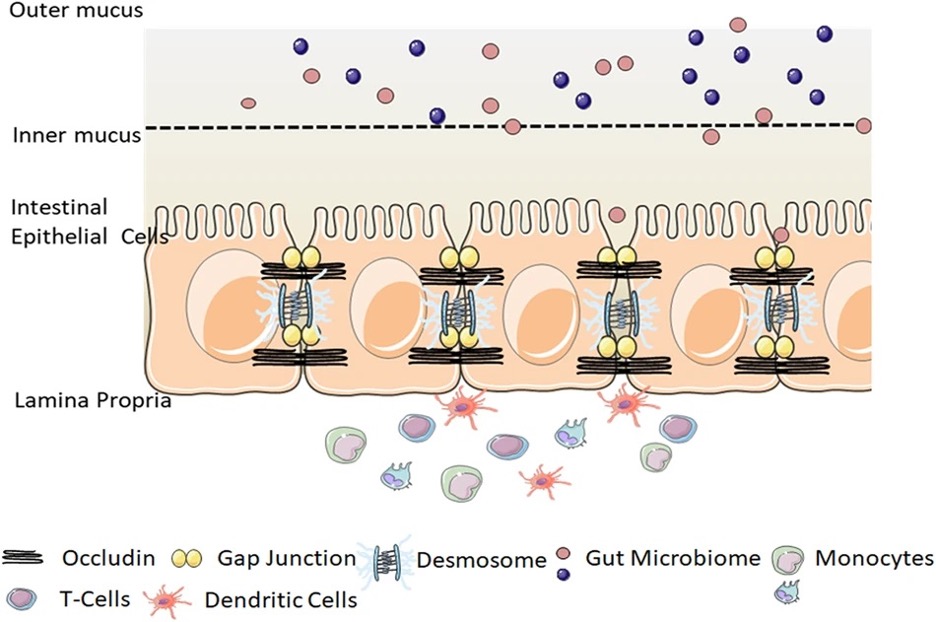 The gut-blood barrier (GBB). Dysbiosis appears to compromise the integrity of the intestinal mucosal barrier through a variety of mechanisms, allowing for the circulation of bacterial products in the bloodstream