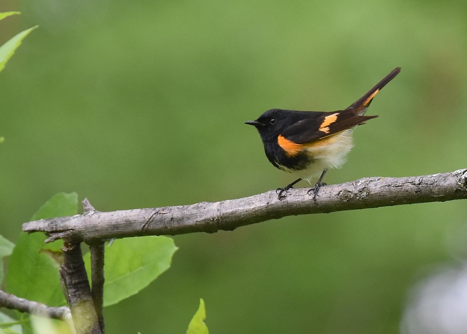 An American Redstart (Setophaga ruticilla), a commonly-found bird across much of North America. It is one of the birds observed and studied by the Audubon Society