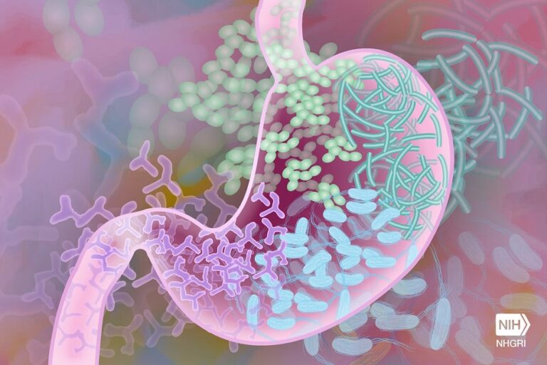 gut brain axis