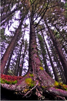 This study by Catherine E. Lovelock and John J. Ewel focuses on the relationships between plant and mycorrhizal fungal diversity, along with how those connections impact an ecosystem’s function. Their study takes place at the La Selva Biological Station in Costa Rica where 12-year-old forestry plots with monocultures and polycultures of tree species were compared. By analyzing the abundance of arbuscular mycorrhizal fungal spores, the researchers found that host tree species had a significant effect on the fungal community. Positive relationships were found between the arbuscular mycorrhizal fungal diversity and ecosystem productivity. Through their research, it was concluded that the mycorrhizal fungal community composition in tropical forests is sensitive to host species. “Missing nodes and links in mycorrhizal networks” Maarja Öpik offers a survey of mycorrhizal networks and critiques comments like those of Lovelock and Simard’s presented earlier. She suggests that not enough studies have sought to describe the way that mycorrhizal fungal communities associate with a large portion of a plant community, and offers additional scientific literature to stimulate discussions on this topic. The paper discusses how researchers measure network analysis, especially when fungal communities bring together plant communities. Additionally, she discusses the nestedness of plant communities, conclusions that can be made from network structures, and autecological traits of network structures.