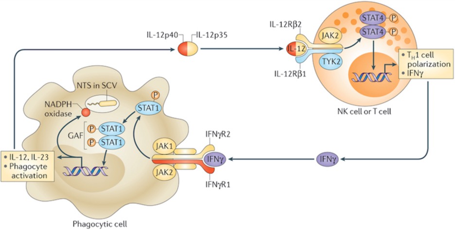 Inactivation of Type I Interferon Necessary for Myeloid-Derived Suppressor Cells