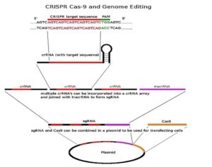 Beginning stages of CRISPR detection in athletes Cover