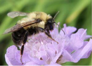 Insect Microbiome Gives Hope for New Antibiotic Discovery